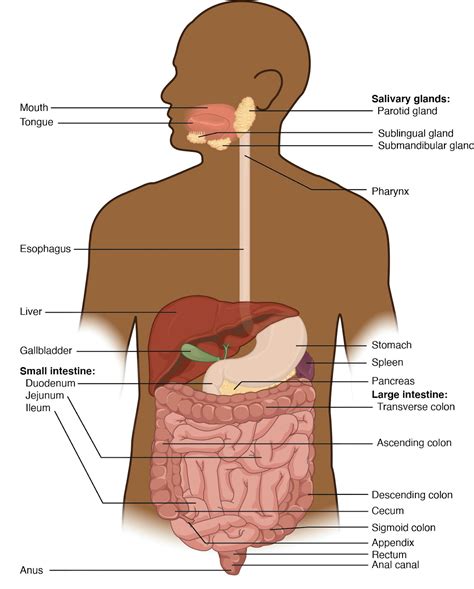 Human Anatomy Digestive System Diagram