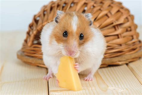 Can Hamsters Eat Cheese? - A Complete Analysis Based On Facts