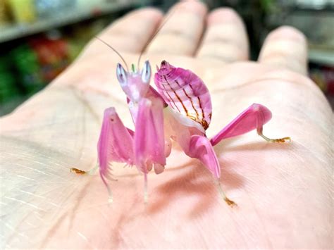 The orchid mantis is the only species we know of that doesn't just hide ...