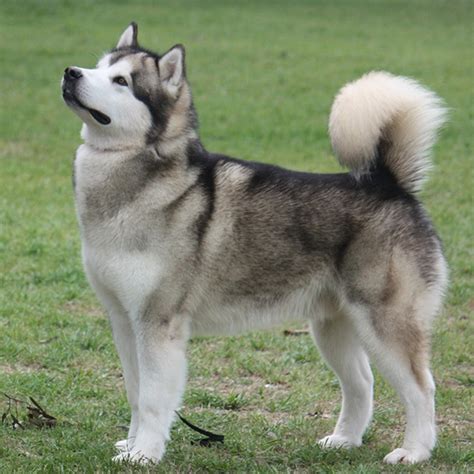 Alaskan Malamute Breed Guide - Learn about the Alaskan Malamute.