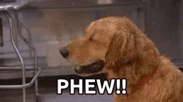 Phew Dogs GIF - Phew Dogs - Discover & Share GIFs