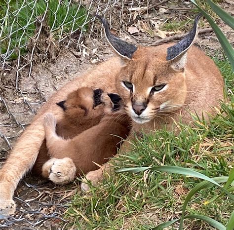 African wild cat kittens born at Devon zoo | The National