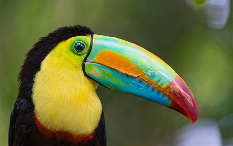 toucans - Google Search | What I'd like to do | Pinterest | Bird and ...