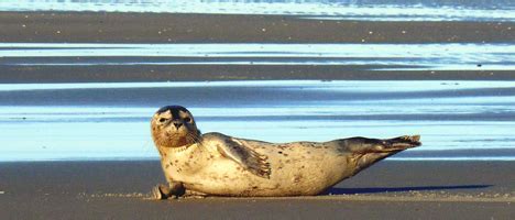 Geburtensaison der Seehunde - Die ganze Nordsee