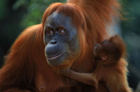 Orangutan - Sumatra | Rhinocéros de sumatra, Espèces menacées, Animaux ...