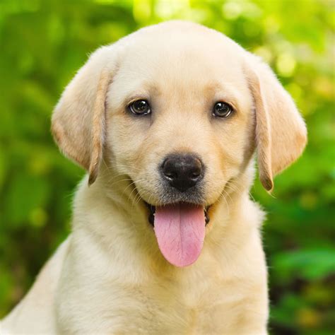 #1 | Labrador Retriever Puppies For Sale In Houston