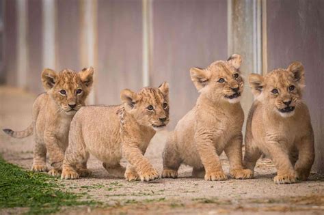 Lockdown lion cubs are named | Woburn Safari Park