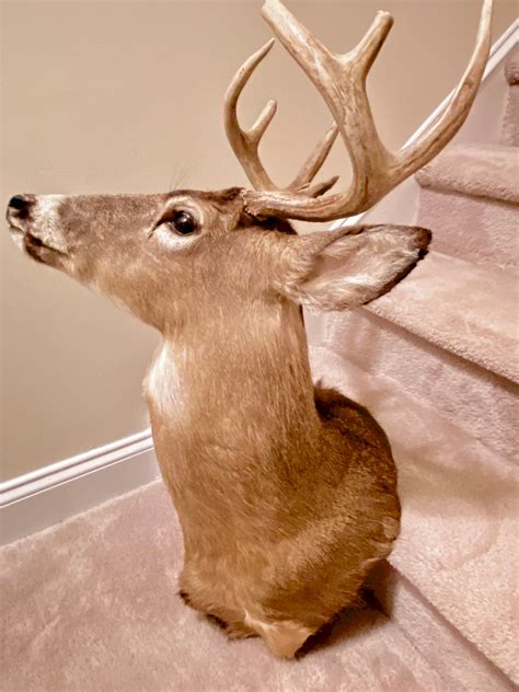 Whitetail 8-point Buck Shoulder Mount - Etsy