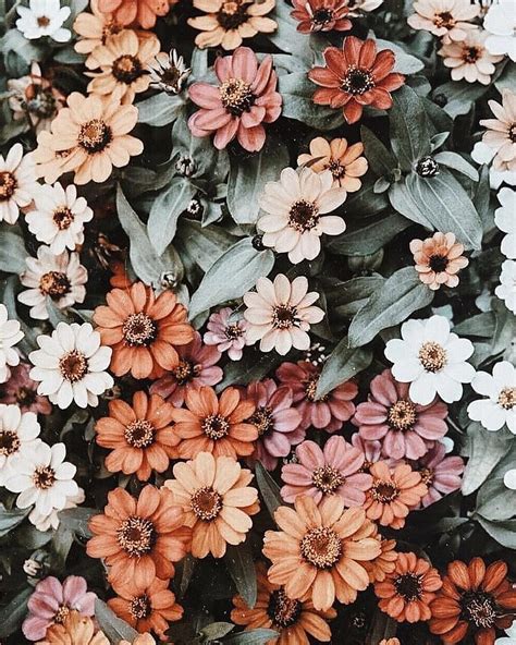 Aesthetic Flower, Vintage Flower Aesthetic HD phone wallpaper | Pxfuel