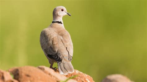 7 Types Of Doves & How To Identify Each - SongbirdHub