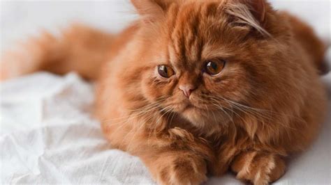 23 Orange Fluffy Cat Breeds - Find Your Longhair Fluffy Orange Cat ...