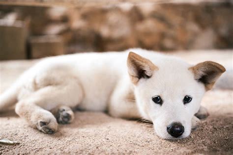 Jindo Puppies For Sale