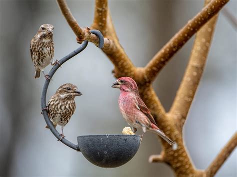 Purple Finch Nesting (All You Need To Know) | Birdfact