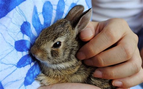 Baby Bunnies and Chicks, Oh My! Easter Pet Care