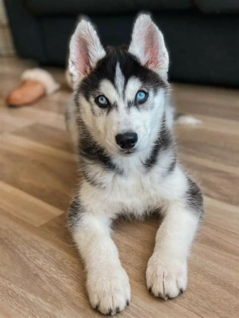 About The Breed: Siberian Husky Highland Canine Training | lupon.gov.ph