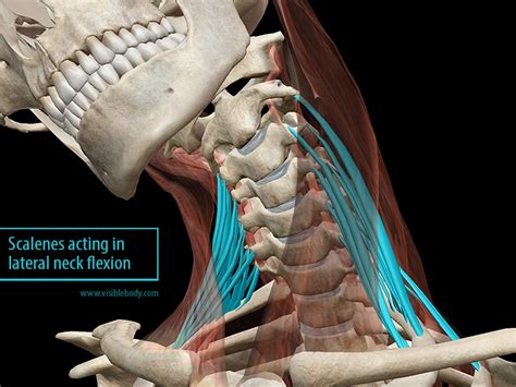 Learn Muscle Anatomy: Scalene Muscles