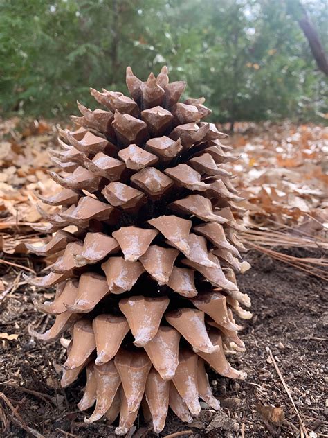 Pine Cones EXTRA LARGE 3 Cones Coulter Pine aka Widow - Etsy