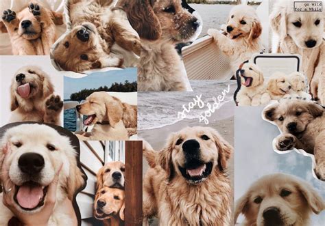 Golden Retriever Aesthetic Dog Wallpaper - bmp-i