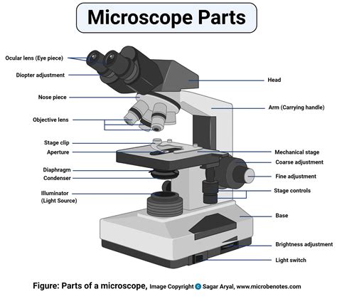 Parts of a microscope with functions and labeled diagram