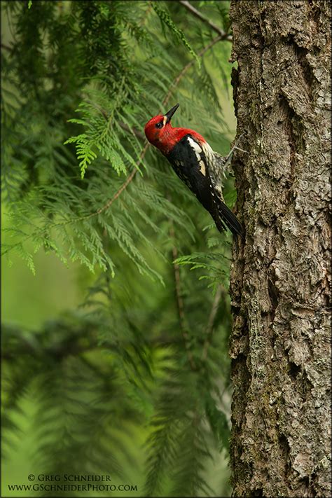 Red-breasted Sapsucker in habitat