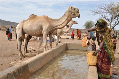 Camels at a Water Point-African Pastoral Life Editorial Stock Photo ...