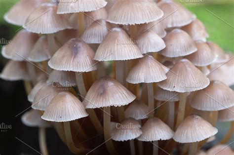 Mushrooms (Mycena inclinata) ~ Nature Photos ~ Creative Market