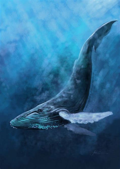 Humpback Whale Drawing at GetDrawings | Free download