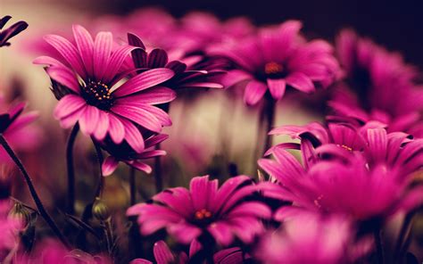 Hot Pink Flower Wallpapers HD