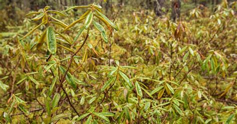 Photography by Travis Novitsky - Photo Journal: Swamp Tea