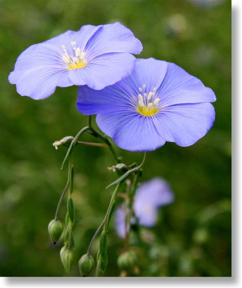 Yosemite Wildflowers: Yet Another Blue Flax Photo