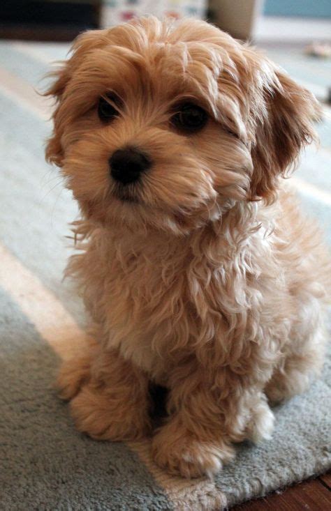 14 Cavapoo haircuts ideas | cavapoo, puppies, dog haircuts