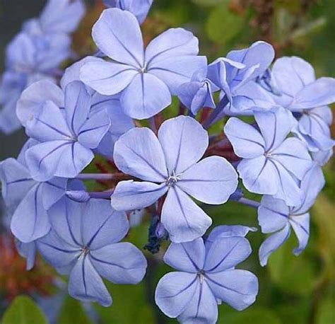 plumbago auriculata - Garden Variety