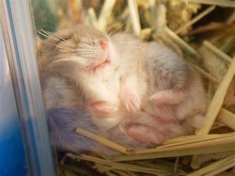 These Photos Of Adorable Hamsters Sleeping Are Such A Mood