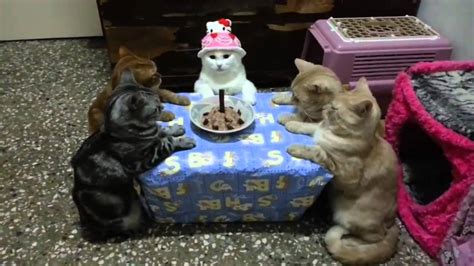 Cat Celebrates Her Birthday in Style - YouTube