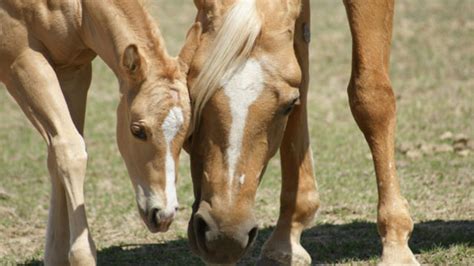 Welcome to PHBA - Palomino Horse Breeders Association