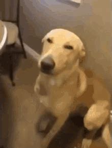 Smiling Doggo Happy Dog GIF - Smiling Doggo Smiling Dog Happy Dog ...