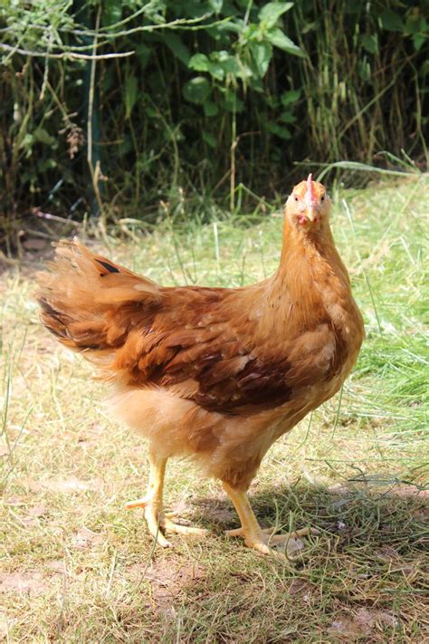 New Hampshire chicken | Naturgarten, Garten, Natur