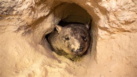 Meet the women on the front line of wombat conservation - Australian ...