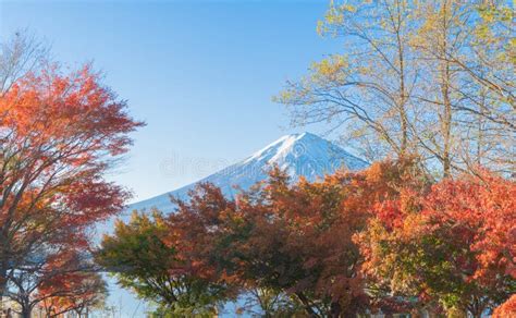 Mountain Fuji with Red Maple Leaves or Fall Foliage in Colorful Autumn ...