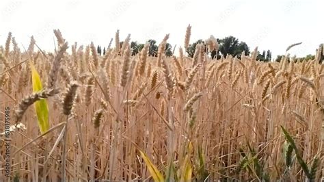 Organic farming with growing wheat production and harvesting grainfield ...