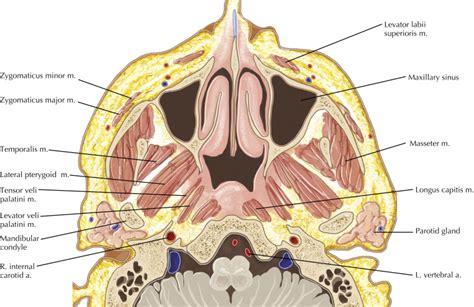 Mandible and Muscles of Mastication | Radiology Key