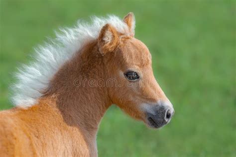 Palomino American Miniature Horse. on Black Background Stock Image ...