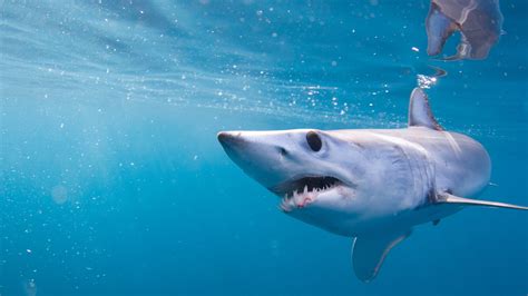 Scientists discover mako sharks expert at more than just speed, power