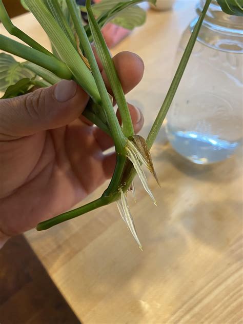 Prayer plant propagation?? : r/houseplants