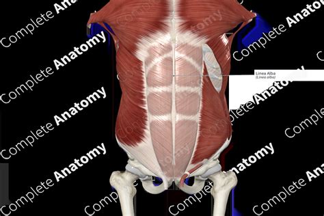 Linea Alba | Complete Anatomy