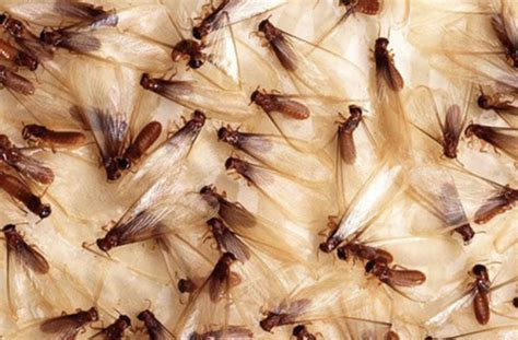 Five Signs You Have A Termite Infestation - Preventive Pest Control