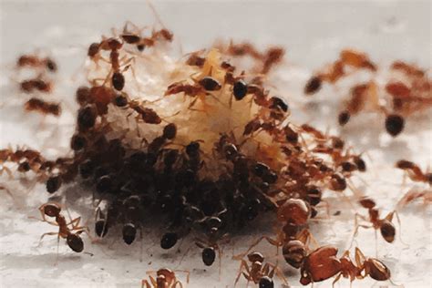 6 Tips on How to Get Rid of Ants in the House - Insectek Pest Solutions