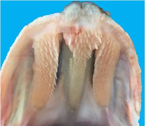 Northern Pike Teeth: All You Need to Know – Northern Pike Fishing Tips