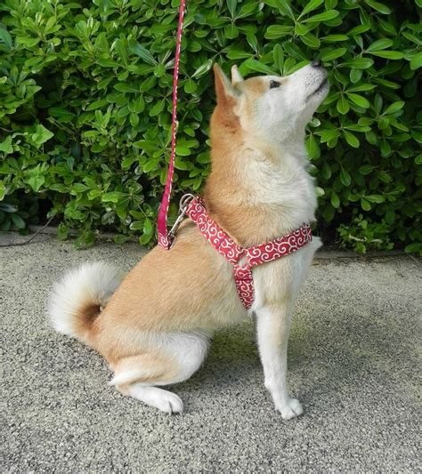 Red dog harness Shiba Inu dog harness cute harness step in | Etsy