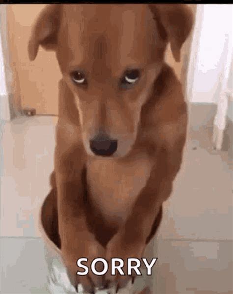 Puppy Eyes GIF - Puppy Eyes Sorry - Discover & Share GIFs